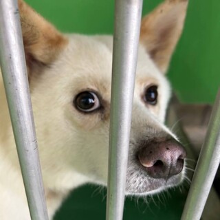 4日期限‼♂人馴れ抜群です、命繋げたい！