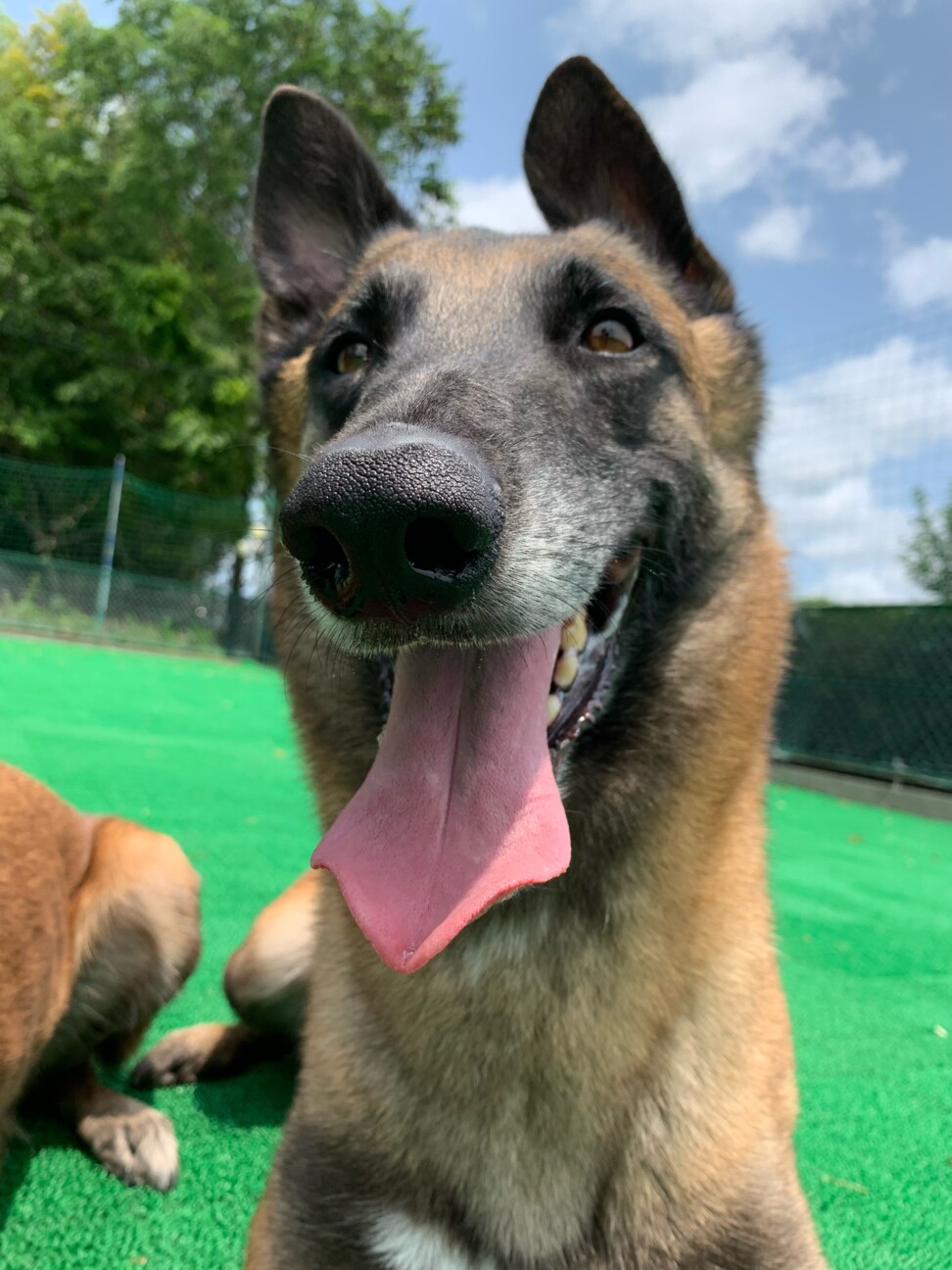 「ベルジアンシェパードドッ...」千葉県 犬の里親募集(464249) 5枚目の画像 ペットのおうち【里親決定25万頭！】