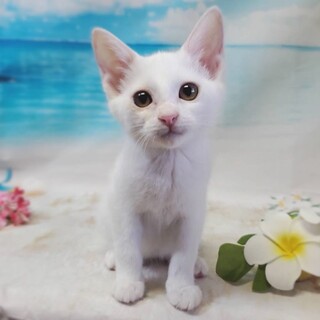 白い子猫♀人慣れ抜群！