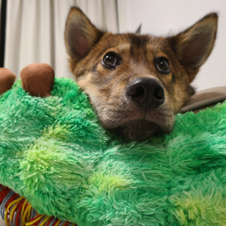 【難病の元野犬】つくし君だけ家族が決まりません