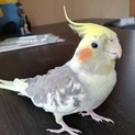 オカメインコ4歳男の子