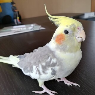 オカメインコ4歳男の子