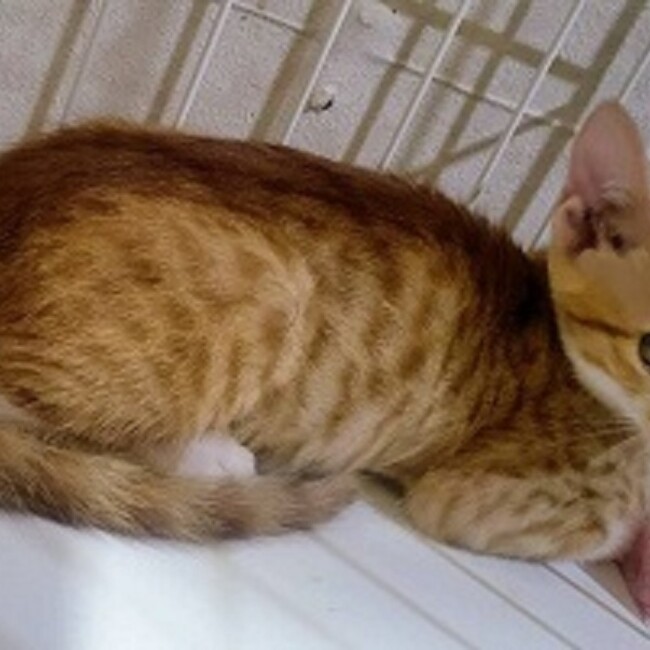 智文のカバー写真