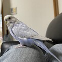 募集一時停止　ジャンボセキセイインコの里親様募集