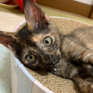 募集停止　寂しがり屋のサビ女子⭐️篤姫