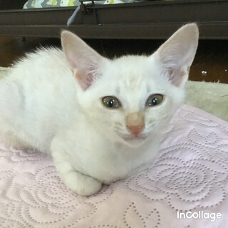 【トライアル予定】可愛いクリーム色の仔猫ちゃん！