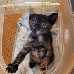 「生後33日になったよぉ～すくすく成長してます♡」サムネイル2