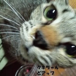 クキちゃんのお薬タイム