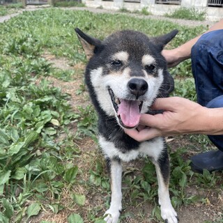 心優しい黒柴の女の子