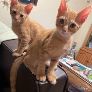 親子猫の里親募集してます！