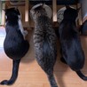 のんかわ