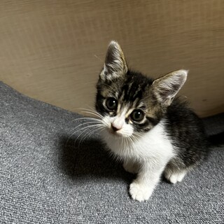 生後1ヶ月の男の子です。