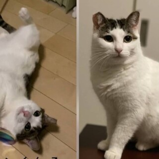 姉弟ペアで♪ホルンくんコパンちゃん