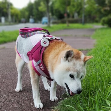 暑くてもお散歩はしないとね！朝は5時台　夜は22時〜(；´∀｀)おかあさんが仕事から帰ってから＾＾　　つゆくん氷？気持ちいいの？やってみるね♪