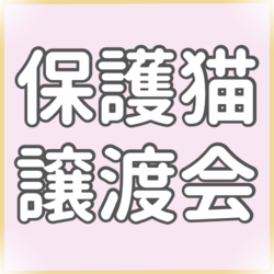 保護猫譲渡会