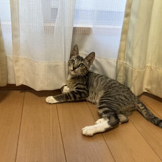 ソックス　生後約5か月可愛い子猫の女の子！