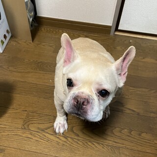 里親募集フレンチブルドッグ