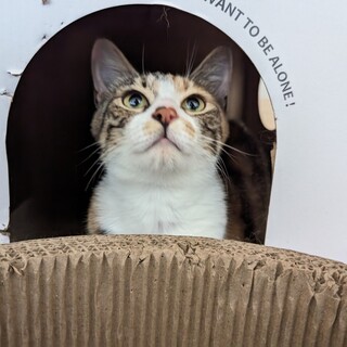 8/27さいたま市岩槻譲渡会 サシャちゃん