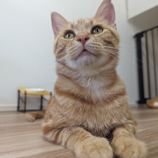 9/17さいたま市岩槻譲渡会 プッカちゃん