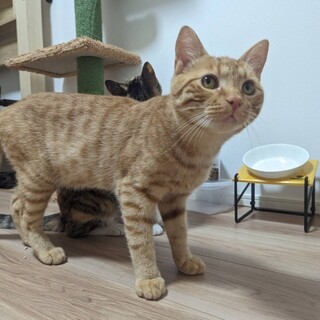 7/30さいたま市桜区ワンクル譲渡会　トッポ君