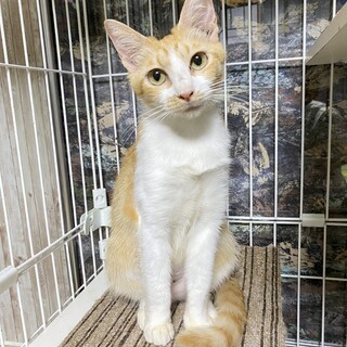 茶白おーちゃん安住のおうちが決まりました