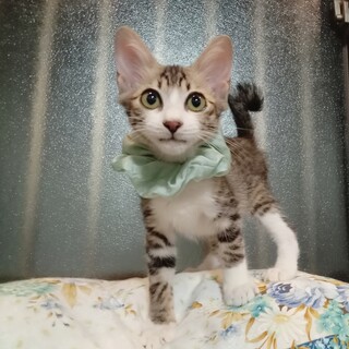 目力強し！幸運のカギしっぽ！ワクチン済