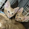2ヶ月の茶トラ男の子兄弟 里親募集 サムネイル6