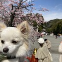 ３歳のチワワとトイプードル