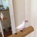 白文鳥の幼鳥の里親さんを募集しています。