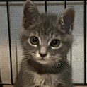 人懐っこい美猫の【すずちゃん】