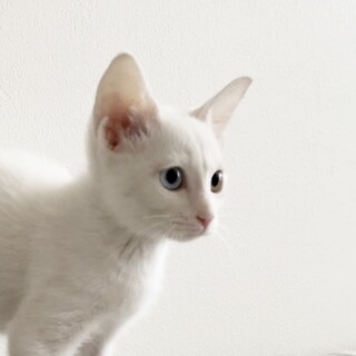 オッドアイのゆきみちゃん