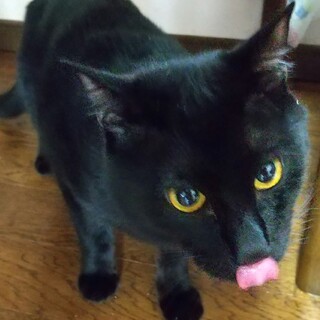 仲良し３兄妹＋姉猫です。