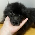 クロちゃん里親様決定！