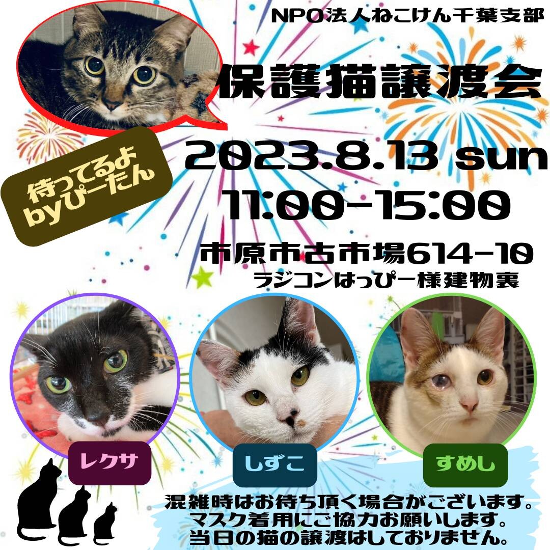 ねこけん千葉支部 譲渡会」（NPO法人ねこけん 千葉支部のイベント 19496） :: ペットのおうち【里親決定28万頭！】