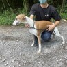 美しいカラー、若くてハンサムなウィペットの男の子 サムネイル2