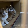2ヶ月　茶トラ猫　ちびっこ　むうくん サムネイル2