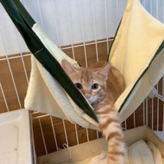 2ヶ月　茶トラ猫　ちびっこ　むうくん