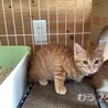 2ヶ月　茶トラ猫　ちびっこ　むうくん サムネイル3