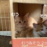 2ヶ月　茶トラ猫　ちびっこ　むうくん サムネイル5