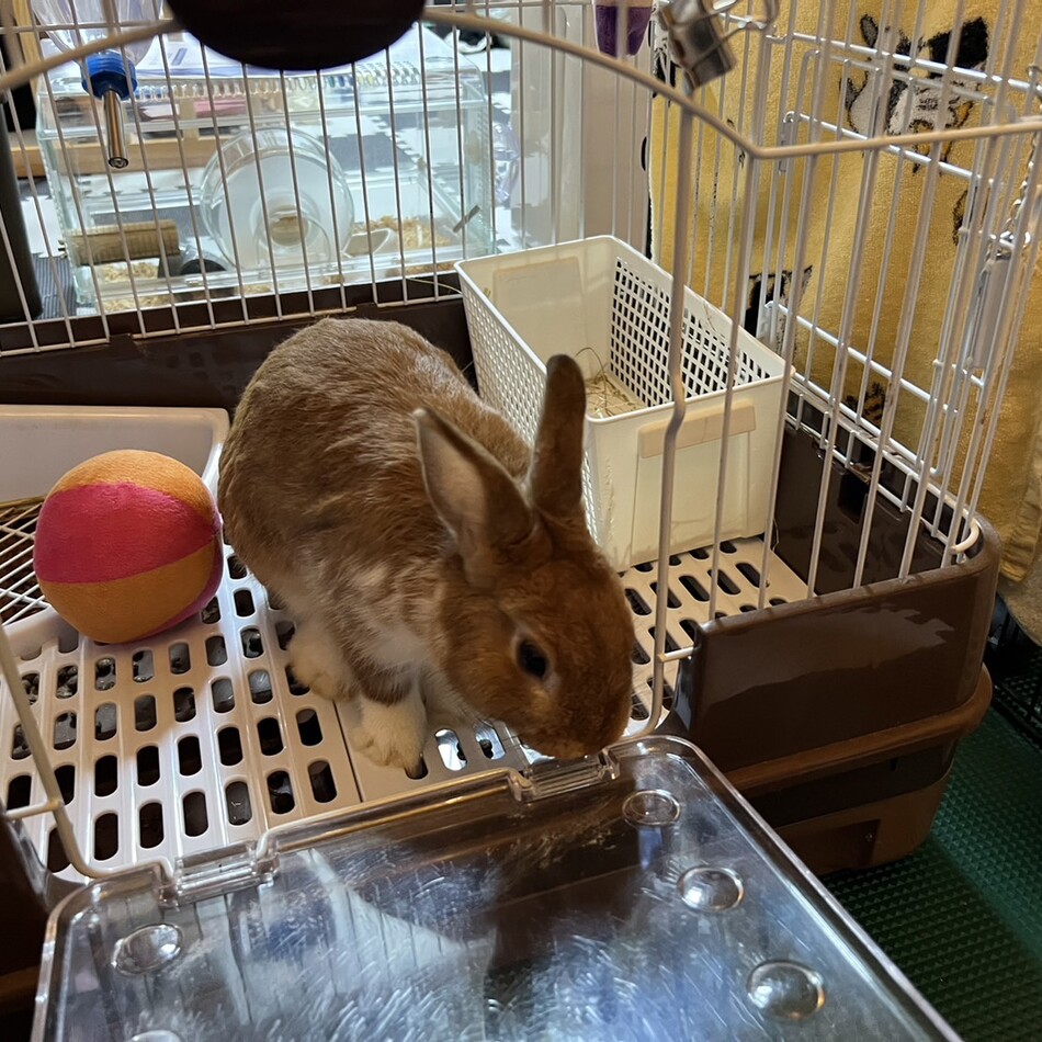 とらくんのカバー写真