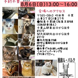 保護猫　譲渡会