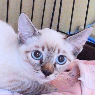 ●青い瞳 ●美形● 子猫ちゃん