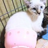 ●青い瞳 ●美形● 子猫ちゃん サムネイル3