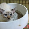 ●青い瞳 ●美形● 子猫ちゃん サムネイル4