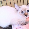●青い瞳 ●美形● 子猫ちゃん サムネイル5