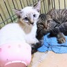 ●青い瞳 ●美形● 子猫ちゃん サムネイル6