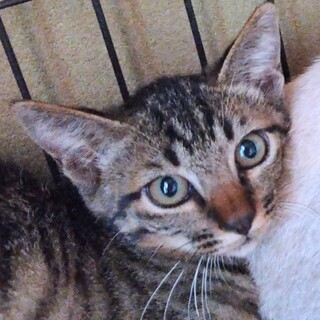 ●甘えん坊 おっとり 仔猫ちゃん