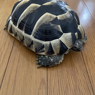 一時募集停止　イベラ　ギリシャリクガメ　2歳