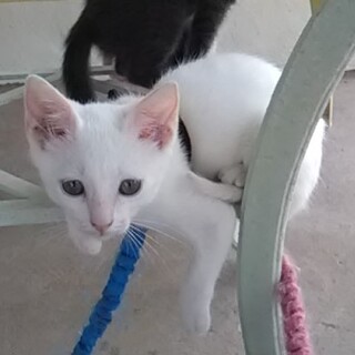聞き分けがよく、手の掛からない、白猫ハク君！