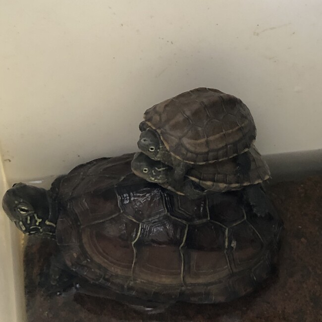 るどしばのカバー写真